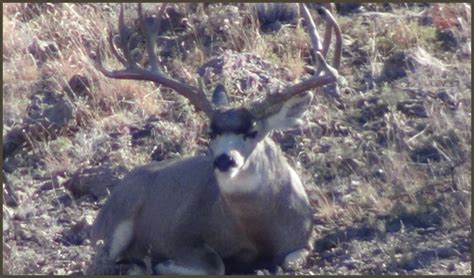 Free Range Trophy Hunting In West Texas Mule Deer 10 500