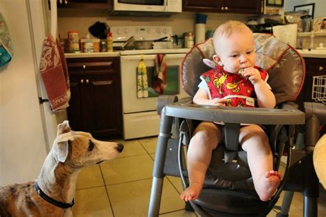 Dogs And Kids Photos The Good Bad And The Ugly Nautilus Whippets