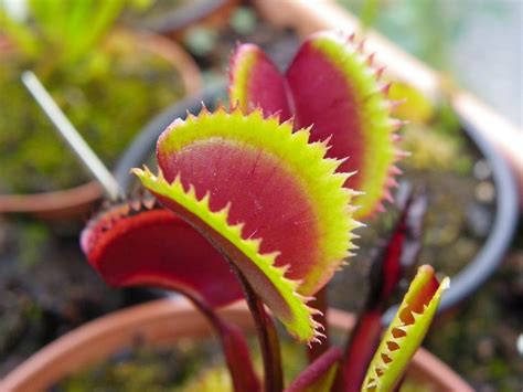 Selección de cultivares de Dionaea muscipula o Venus atrapamoscas