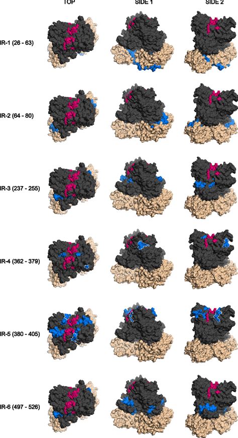 Figure 1 from Identiﬁcation and Characterization of Antibody Binding