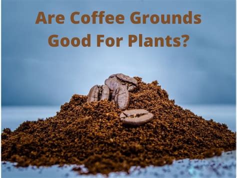 Are Coffee Grounds Good For Plants Back Gardener