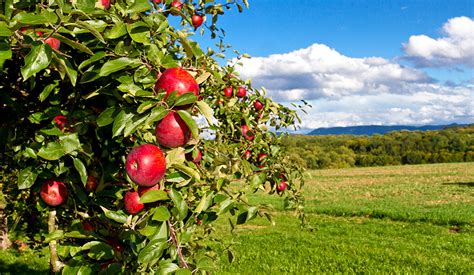 How To Grow Your Own Apple Tree RedTea News