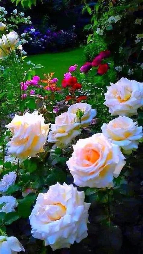 (21) Home / Twitter | Beautiful flowers pictures, Beautiful flowers ...