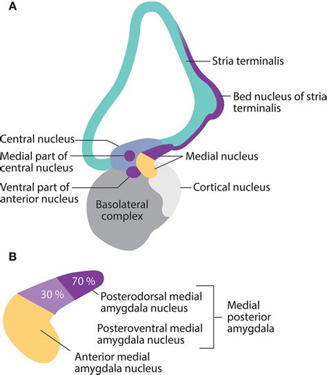 Nkx2 1 Expression In Mature Amygdala Nuclei And The Stria Terminalis