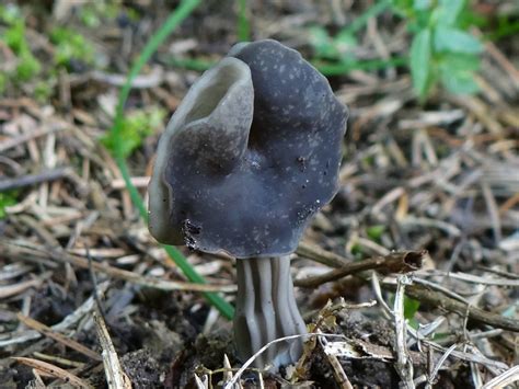 Лопастник ямчатый (Helvella lacunosa) фото и описание