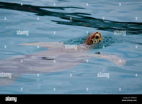 Giant Green Sea Turtle Swimming And Popping Its Head Above Water To