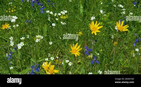 Wildflowers Glacier National Park Stock Videos Footage Hd And K