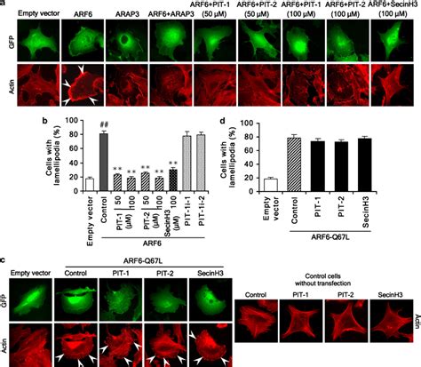 Pit Suppresses Arf But Not Arf Q L Induced Lamellipodia