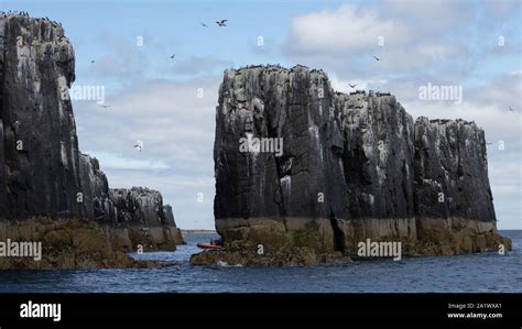 Birds on the cliffs of the Farne Islands, UK Stock Photo - Alamy