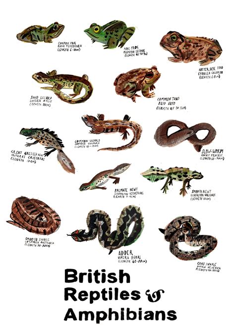 Reptiles and Amphibians Poster - Etsy