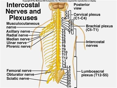 Intercostal Nerves And Plexuses Spinal Cord Spinal Nerve Plexus