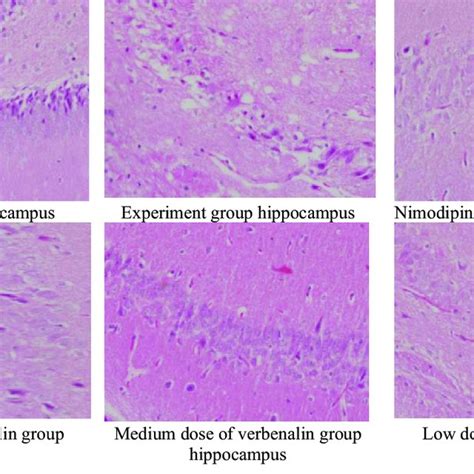 Pictures of pathological changes in the hippocampus of rats in the ... 