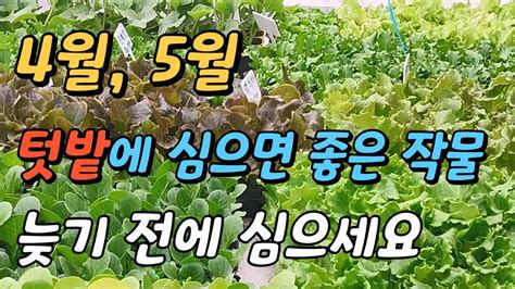 4 5월 주말농장 텃밭에 심으면 좋은 작물 늦기 전에 심으세요 Youtube