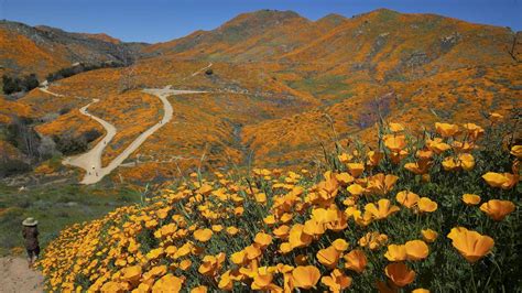 The Superbloom Of California The Flowers That Are Born From The