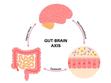 Understanding The Gut Brain Axis A Key To Holistic Health