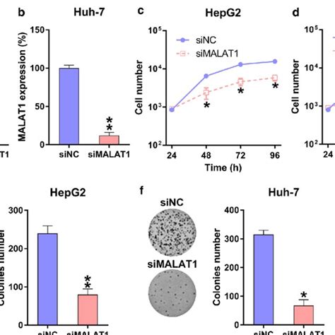 Role Of Malat1 Silencing In Hcc Cell Autophagy Hepg2 And Huh 7 Cells