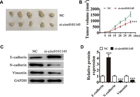 Downregulation Of Hsa Circ 0101145 Decreased HCC Tumor Formation In