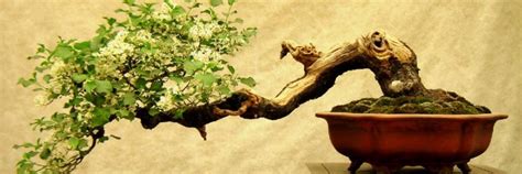 How To Grow A Bonsai Tree For Beginners [step By Step Guide] Farming Base