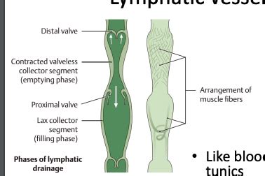 Ch Unit Lecture Lymphatic Just The Red Flashcards Quizlet