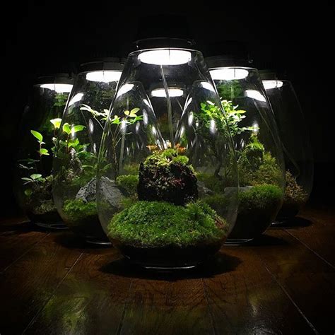 Several Glass Vases Filled With Plants On Top Of A Wooden Table In The Dark