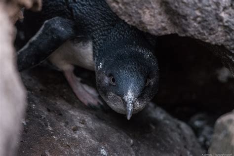 Little Blue Penguin St Kilda Pier Melbourne Australia Flickr