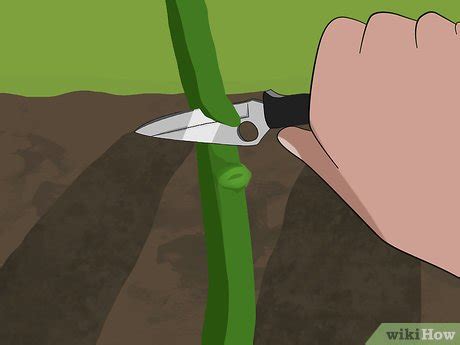 Cómo injertar rosas 14 Pasos con imágenes wikiHow