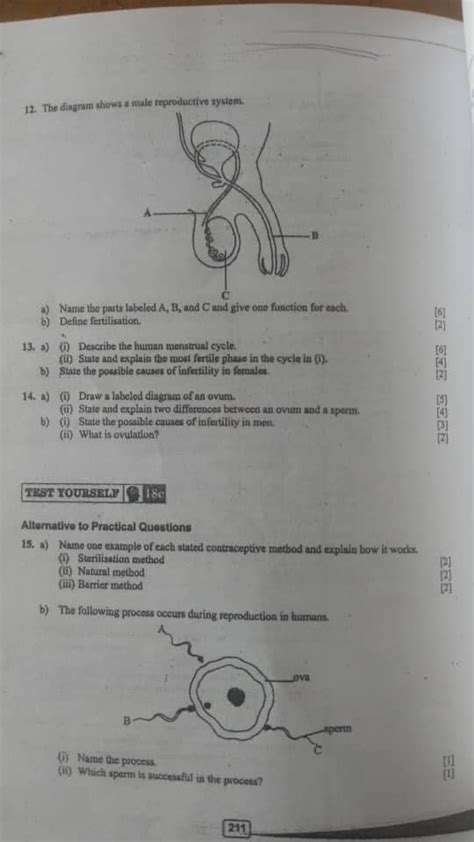 Answered 12 The Diagram Shows A Male Bartleby