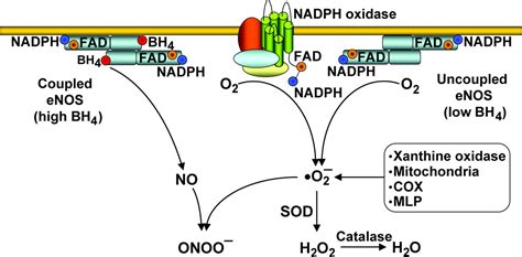 Oxidative Stress Nitric Oxide Synthase And Superoxide Dismutase Hypertension