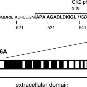 Schematic Representation Of The Collagen Xvii Molecule Collagen Xvii