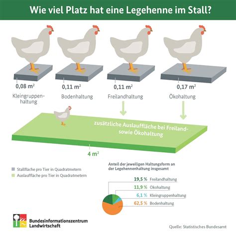 Wie Viel Platz Hat Eine Legehenne Im Stall Bzl