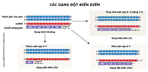 Đột Biến Gen ở Người Là Gì Phân Loại Nguyên Nhân ý Nghĩa Birivn