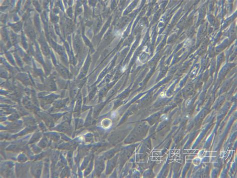 HSkMs永生化人骨骼肌成肌细胞 上海澳音生物科技有限公司