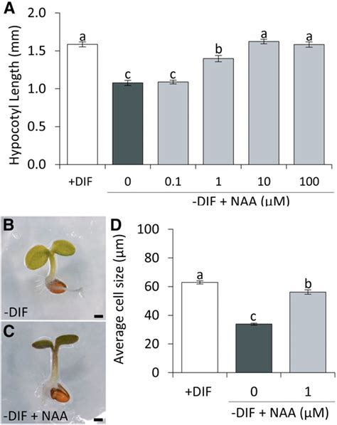 Figure 1 From Thermoperiodic Control Of Hypocotyl Elongation Depends On