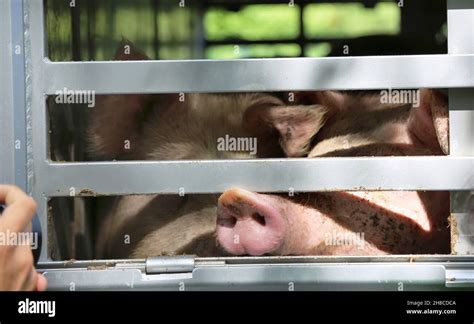 Domestic Pig Sus Scrofa F Domestica Pigs In A Livestock Transporter