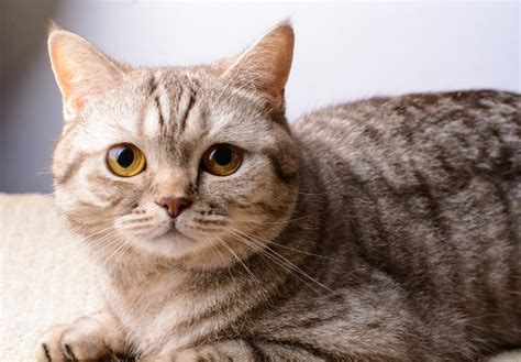 Faire Garder Votre Chat Dans Une Pension Pour Chats Quels Avantages