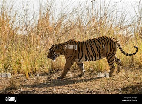 Wild Bengal Tiger Panthera Tigris Tigris Walking At Their Natural