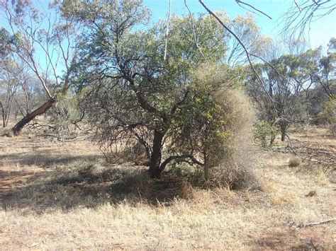 Sandalwood Australian Green Valley Aromatherapy