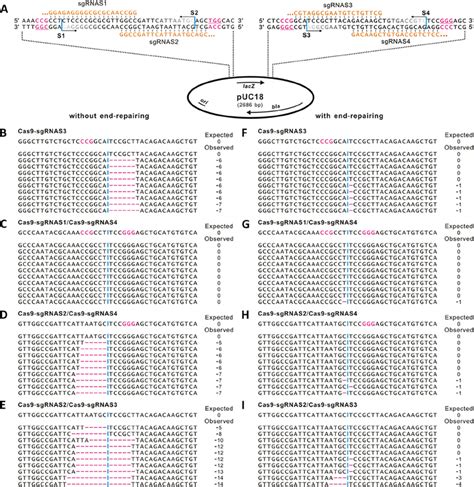 Recombination Of A Cas Created Dna Fragment With And Without End