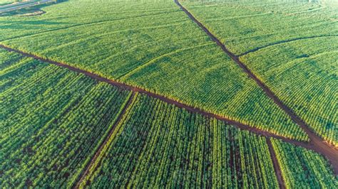 Sugarcane Field At Sunrise Aerial View Or Top View Of Sugarcane Or