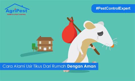 Cara Alami Usir Tikus Dari Rumah Dengan Aman Agripest