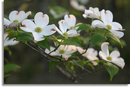 Southeastern Outdoors - Flowering Dogwood Tree