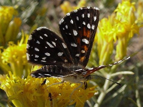 Apodemia mormo | Art Shapiro's Butterfly Site