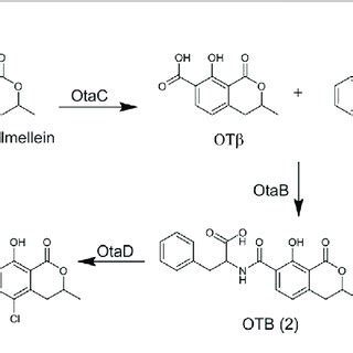 | The structure and biosynthesis of ochratoxins. | Download Scientific ...