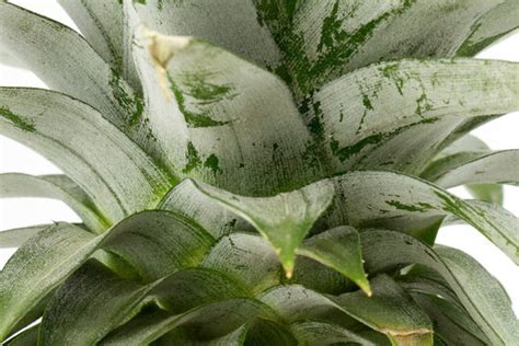 Pineapple Leaf Images Browse 104 Stock Photos Vectors And Video