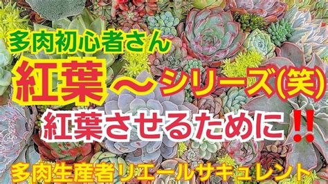 【多肉植物】【ガーデニング】多肉植物初心者🔰さん🎶紅葉させるために‼️必要な事‼️2021年9月22日 Youtube