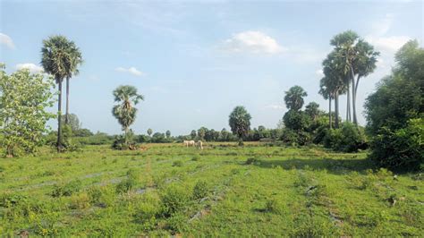 Agricultural Land 59700 Sq Ft For Sale In Tindivanam Chennai REI1206769