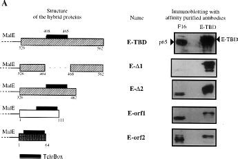 Immunological Cross Reactivities And Dna Binding Capacities Of The Tbf