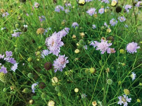 Duifkruid Scabiosa Zo Kweek Je Deze Geliefde Bijenmagneet