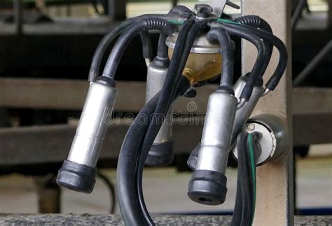 Rotary Milking Machinery Part Of The Rotary Milking Unit Stock Image