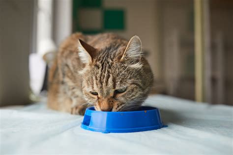 ¿los Gatos Pueden Comer Pollo Nupec